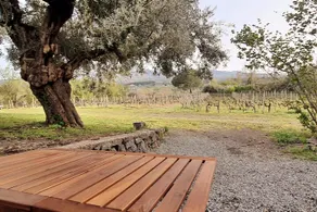 The Window on the Vineyard - Image 5