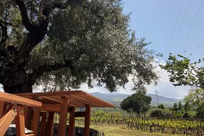 The Window on the Vineyard - Image 3