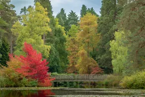 Cedar Cabin Overlooking Bedgebury Forest - Image 4