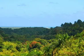 A Slice of the Rainforest! Near El Yunque and Beaches, Rio Grande Puerto Rico - Image 2