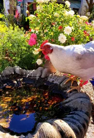 Wild Rose Cottage, Gardens, & Stained Glass Studio - Image 4