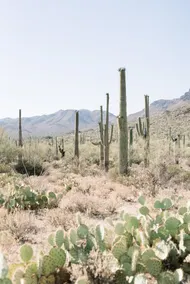 Cozy, Modern Desert Oasis mins to UofA & Downtown - Image 5