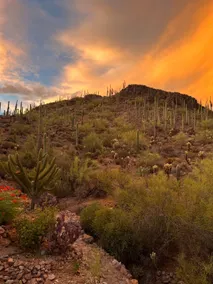 The Saguaro House - Image 4