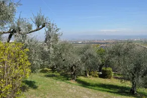 The house among olive trees - Image 4