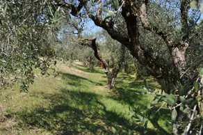 The house among olive trees - Image 5