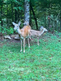 Deer Run - Image 3