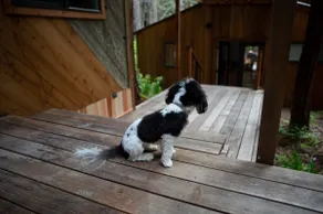 Schoner Haus at the Sea Ranch - Image 4