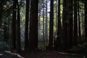 Schoner Haus at the Sea Ranch - Image 5