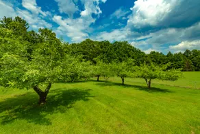 Catskill gem! Four bedroom on 20 quiet acres - Image 5