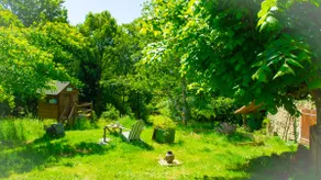 Les 3 pruniers - Image 4