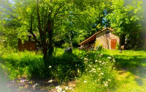 Les 3 pruniers - Image 3