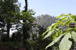 Larkspurs, Dunga Gali -Furnished Studio Apartment - Image 2