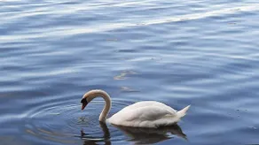 Swan - Image 2