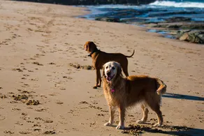 Seaspray Beach House - Pet Friendly - 50m to Beach - Image 5
