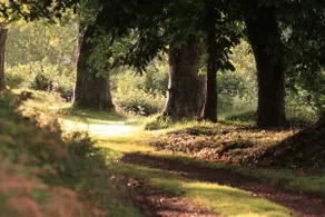 Devon Country Paradise - Image 5