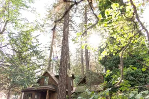 Vintage Cabin under the pines, Hot tub/Dogs ok. - Image 5