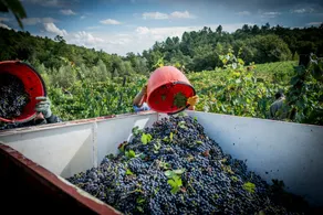 La Vista - Inside a Tuscan Winery/Olive Trees - Image 5