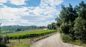 La Vista - Inside a Tuscan Winery/Olive Trees - Image 3