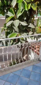 Casa Gialla - Image 2