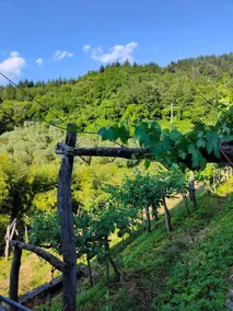 Ca del Nonno - Image 2