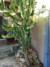 Cactus Home - Image 3