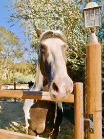 The Casita In Rancho Santa Fe - Image 5