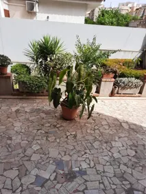 Casa vacanze LE PALME NETINE - Image 5
