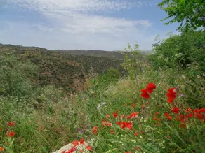 Noema - Image 3