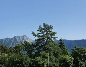 The Studio of the fairy Nérine! Welcome in Leysin! - Image 3