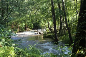 Shifflett's Ole Homeplace - serene river getaway - Image 4