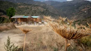 Paloma - Image 5