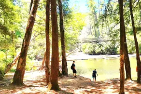 Luxury cabin overlooking the creek with privacy - Image 4