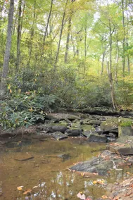 Mountain Woods Getaway—Fire Pit, Deck, Creek - Image 2
