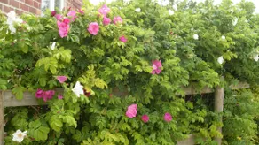 The Stables in Bridgehampton, Somerset - Image 5