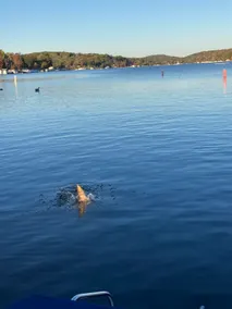 Modern Lake Escape - Image 4