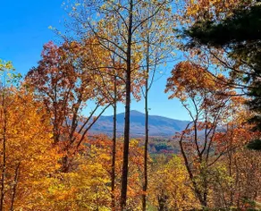 Treehouse Lodge | Modern Cabin with Mountain Views - Image 4