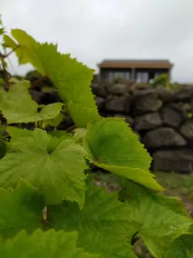 Boanova vineyard house is a rural romantic cottage - Image 2