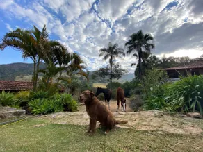 Alto Dos Pinheiros country house. - Image 5