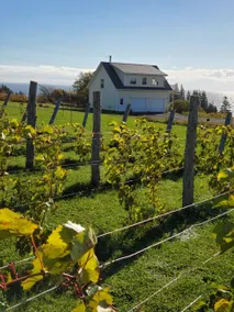 Guesthouse by the vineyard on the Sea - L.2301229 - Image 2