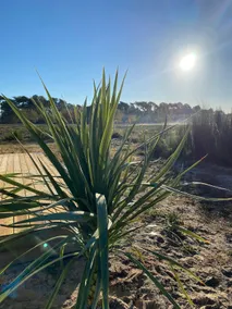 Villa 1200 m from beach & market, on the edge of the forest - Image 4