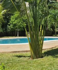 The Swimming Ostrich - Image 5