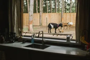 Goat Retreat: Petting Zoo, Barn, Hot Tub & River - Image 3