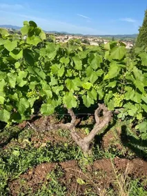 Gîte de la Vieille Vigne (Old Vine Cottage) - Image 5
