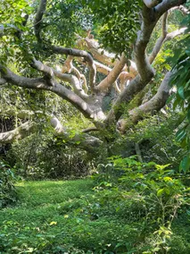Crafters cottage in the jungle - Image 3