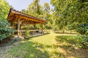 A paradise among orange tangerine trees - Image 3