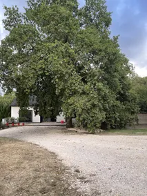 The Lime Tree House - Image 2