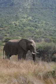 Safari haven in Pilanesberg, Maison Rosina - Image 5