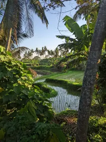 Perfect Peace at the edge of Rice Field Walk - Image 2