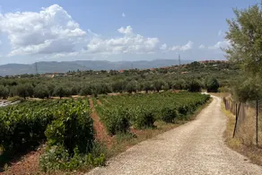 ktima Tzouros - Κτήμα Τζούρος - Image 5