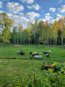 Lovely Swedish Cottage house - Image 4
